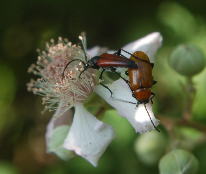 vicini vicini!! Stenurella bifasciata e Exosoma lusitanicum